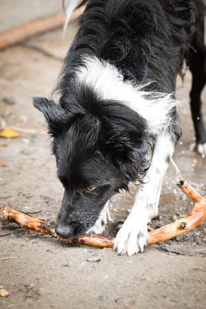 Border collie is hunting stick in the water. She is wet dog.の写真素材