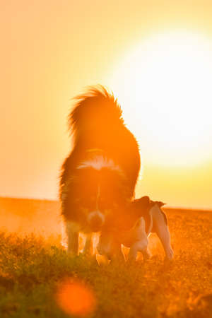 Border collie is running in the sunset. Amazing walk in the sun. Amazing evening with sun.