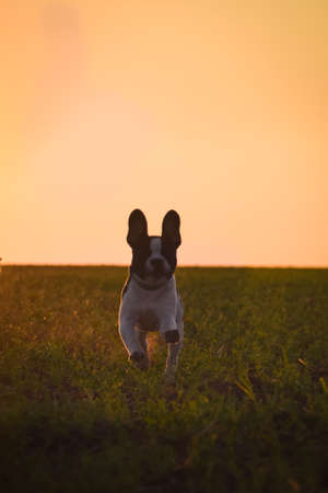 French bulldog is standing in the sunset. Amazing walk in the sun. Amazing evening with sun.の写真素材