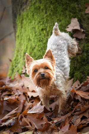 Yorkshire is standing in the forest. It is autumn portrait.の写真素材