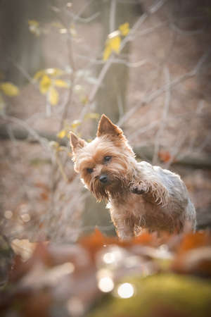 Yorkshire is standing in the forest. It is autumn portrait.の写真素材