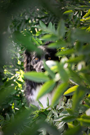 Autumn face of tricolor border collie He is so cute in the leaves. He has so lovely face.の写真素材