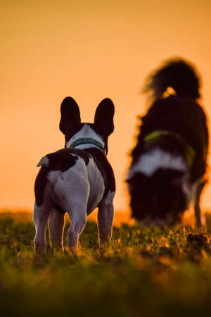 French bulldog is standing in the sunset. Amazing walk in the sun. Amazing evening with sun.