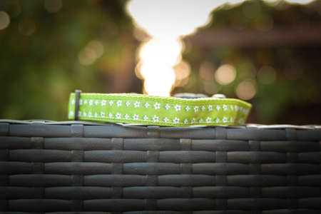 beautiful stylish collar for each dog. Everyone looks great with it!の写真素材