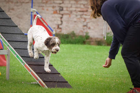 Dog in agility balance beam. Amazing day on Czech agility competition. They are middle expert it...