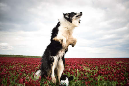 Border collie is jumping in crimson clover. He has so funny face he is smilingの写真素材