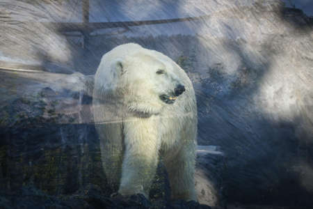 Polar bear at the zoo. An animal in captivity. Northern Bear.