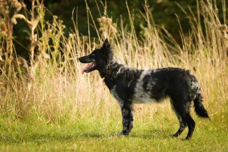 Portrait of mudi puppy dog. She is so nice dog.の写真素材