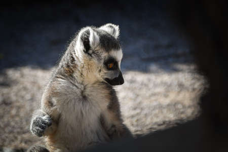 Lemur Kata is sitting on the floor and looking into the lens.