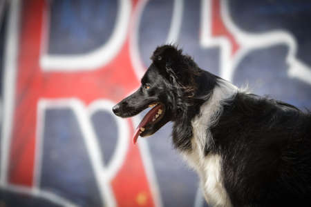 Border Collie is standing in the center of town. She is in center of Prague. She is so patient model.の写真素材