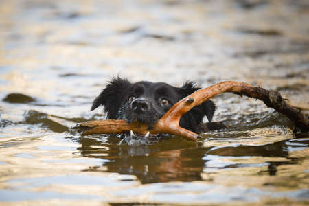 Border collie is hunting stick in the water. She is wet dog.の写真素材