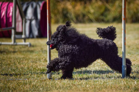 Dog is running slalom on his agility training on agility summer camp Czech agility slalom.の写真素材