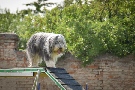 Dog in agility balance beam. Amazing day on Czech agility competition. They are middle expert it means A2.の写真素材