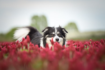 Border Collie is standing in Crimson Clover. He has so funny face he is smillingの写真素材