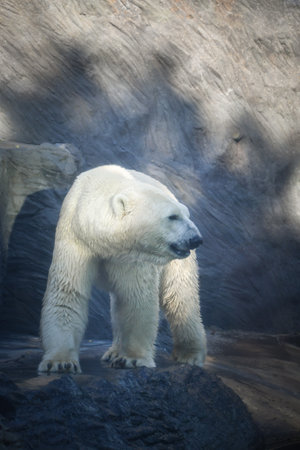 Polar bear at the zoo. An animal in captivity. Northern Bear.の写真素材