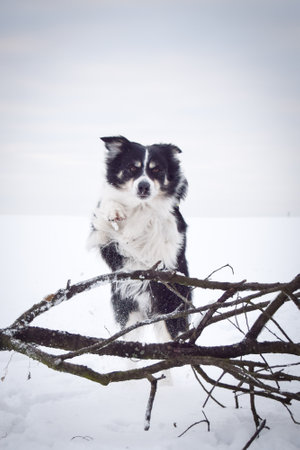 Tricolor border collie is jumping in the snow. He is so fluffy dog.の写真素材