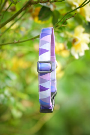 beautiful stylish collar for each dog. Everyone looks great with it!の写真素材