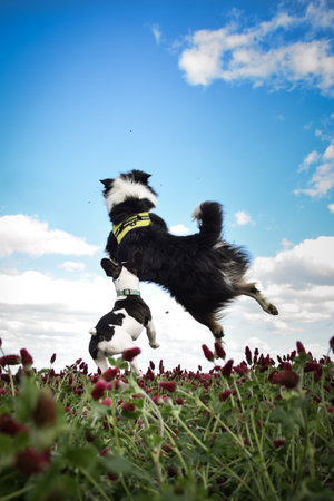 Border collie is jumping in crimson clover. He has so funny face he is smilingの写真素材
