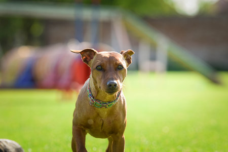 Dog is running in the grass. He is so crazy dog on trip.の写真素材