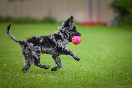 Dog is running in the grass. He is so crazy dog on trip.の写真素材