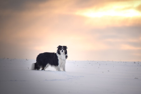 Tricolor border collie is standing in the snow. He is so fluffy dog.の写真素材