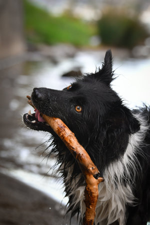Border collie is standing in the water. She is in the center of Prague.の写真素材