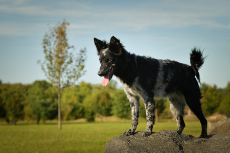 Portrait of mudi puppy dog.の写真素材