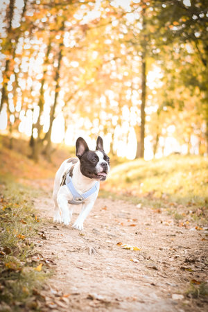 Autumn portrait of french bulldog on road. He is so cute in this face. He has such a lovely face.の写真素材
