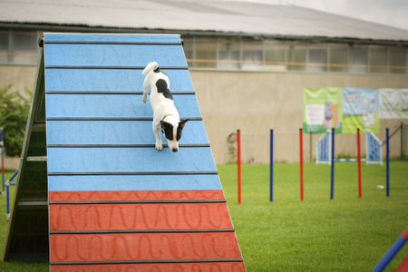 Dog, is running in agility A frame. Amazing evening, Hurdle having private agility training for a sports competitionの写真素材