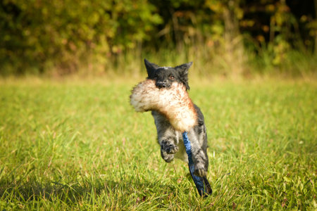 Portrait of running puppy mudi. She is so nice and happy dog.の写真素材