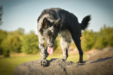 Mudi is standing on stone. Dog is in the city center in Prague.