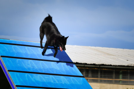 Dog, is running in agility A frame. Amazing evening, Hurdle having private agility training for a...
