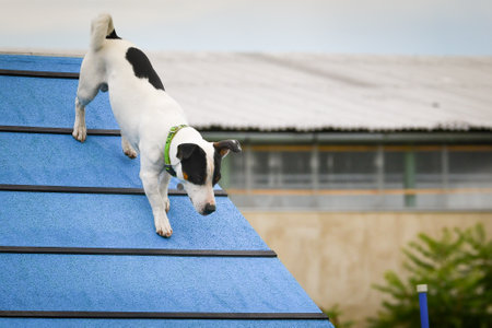 Dog, is running in agility A frame. Amazing evening, Hurdle having private agility training for a sports competitionの写真素材