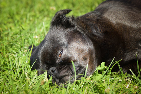 Dog is laying in the grass He is so crazy dog on trip.の写真素材