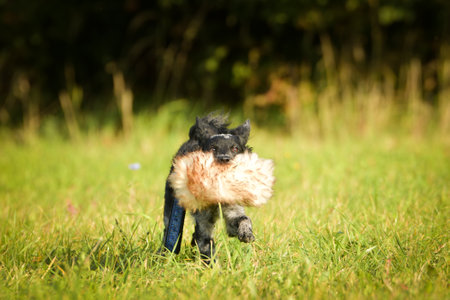 Portrait of running puppy mudi. She is so nice dog.の写真素材