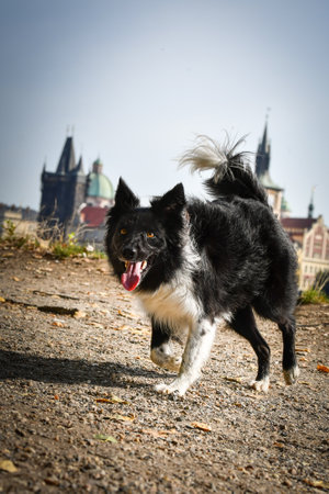 Border Collie is standing in the center of town. She is in center of Prague. She is so patient model.の写真素材