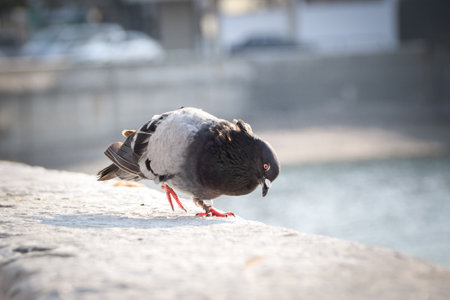 Pigeon is walking on the wall near to people he is looking for food.