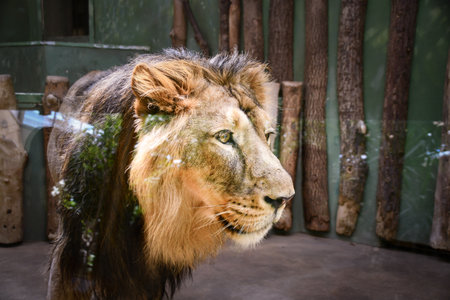 Lion in our zoo in the Czech Republic. He is in the zoo and he is so beautiful