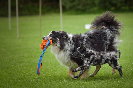 Dogs are playing outside in the grass. He is so crazy dog on trip.