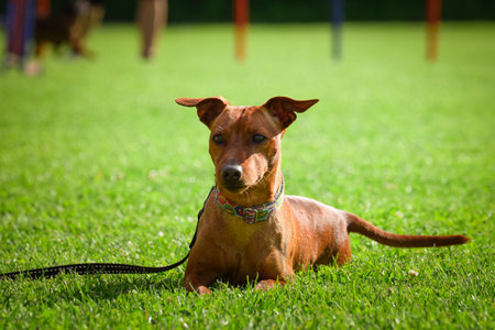 Dog is laying in the grass. He is so crazy dog on trip.の写真素材