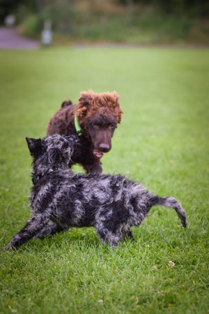Dogs are playing outside in the grass. He is so crazy dog on trip.の写真素材
