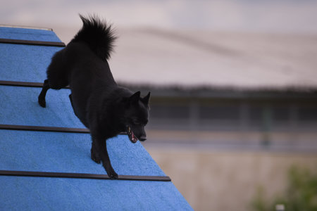 Dog, is running in agility A frame. Amazing evening, Hurdle having private agility training for a sports competitionの写真素材