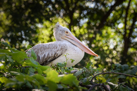 Zoo portrait of pelican who is on tree. They are amazing animals. And they are looking so good.の写真素材
