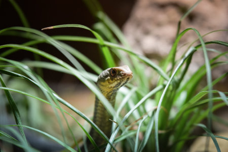 Snake is hiding in the grass. He is waiting for his loot.の写真素材