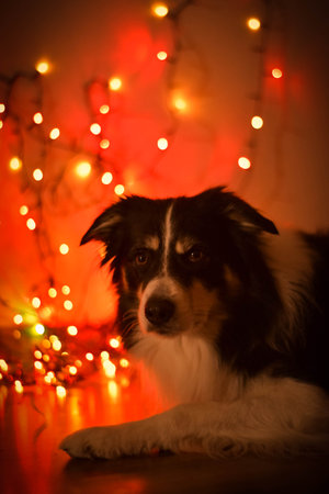 Christmas photo of border collie. Photo from photo studio with Christmas light background.の写真素材