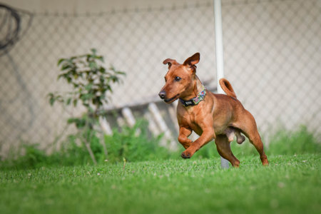 Dog is running slalom on his agility training on agility summer camp Czech agility slalom.の写真素材