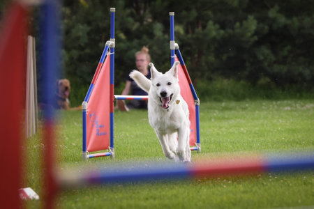 Dog is jumping over the hurdles. Amazing day on czech agility private training