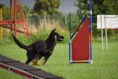 Dog is jumping over the hurdles. Amazing day on czech agility private trainingの写真素材