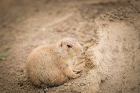 a gopher eating fruit in its habitat at the zoo. Zoo habitat with nature environment