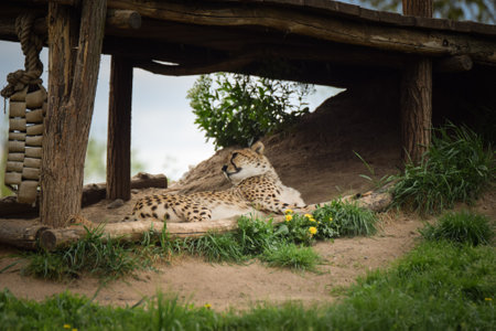 a cheetah sleeping in its enclosure. Spring day at the zooの写真素材